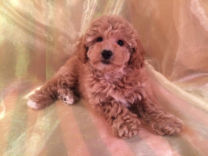 Female Bichon Poodle for Sale